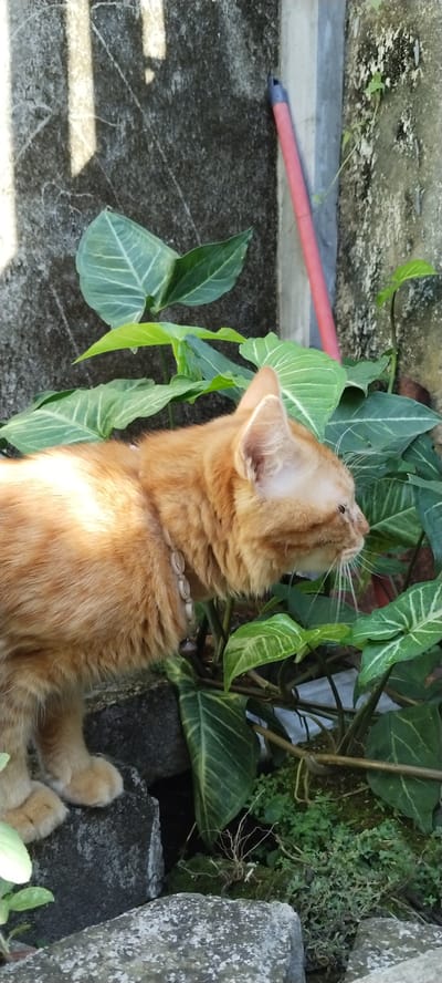 The image shows an orange tabby cat with a necklace of beads and a bell standing on rocks next to lush green plants. The cat is looking to the right, with its whiskers spread. The background consists of a textured concrete wall with some shadows cast on it, suggesting it's daytime and sunny. A reddish-pink pole is visible leaning against the wall. The overall setting appears to be an outdoor area in a garden or courtyard, likely in Duman, Indonesia, given the provided location context. The cat's pose and gaze suggest curiosity or alertness. There is no visible text in the image.