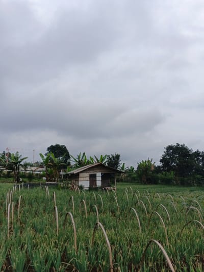 The image depicts an agricultural landscape in Kabiufa, Papua New Guinea, under an overcast sky. In the foreground, a field of green, cultivated plants, consistent with an allium crop like green onions, extends across the lower portion of the frame. Numerous slender, light-colored arches, likely made of wood or bamboo, are uniformly arranged throughout the field, seemingly supporting the vegetation. In the midground, a small, single-story wooden building with a light-colored exterior, a sloped roof, and a dark-colored door or entrance area is situated. It includes a small, open porch. Surrounding the building are dense green trees and vegetation, including several banana plants with broad leaves. In the far left background, a linear structure featuring red and white markings, possibly a component of a power line or communication tower, is partially visible. The sky is entirely covered by grey, diffused clouds, indicating an overcast weather condition. No individuals are present in the scene.