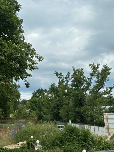 An outdoor scene in Vandœuvres, Switzerland, depicts a construction or excavation site adjacent to a natural wooded area under an overcast sky. In the immediate foreground, a white balustrade post top with a rounded finial is visible amidst dense, overgrown green foliage, with a patch of light-colored earth and scattered white rocks to its left. Beyond this, a chain-link fence encloses an area containing several orange plastic barrels or barriers and reddish-brown conical markers on disturbed earth. To the far left, a large, leafy tree occupies the frame's edge. The midground features a light-colored utility van partially obscured by dense green bushes and an accompanying light gray corrugated metal fence. A circular green sign with a white diagonal line (prohibition symbol) is affixed to a pole above the fence, slightly right of the van. Further back, a red and white striped pole stands amidst the vegetation. To the far right, a temporary wooden hoarding structure with white panels is partially visible. The background is dominated by a dense forest of mature green trees, their canopies extending against a backdrop of heavily clouded, grey skies. No individuals are present, and no actions or interactions are depicted.