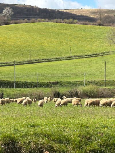The image presents a rural landscape in Roquiague, France. In the immediate foreground, a dense patch of green grass with scattered small white and yellow wildflowers is visible. A flock of approximately 30-40 light-colored sheep, with predominantly beige wool, occupies the midground, actively grazing in a verdant pasture. Most sheep have their heads lowered towards the grass; a few appear to be looking up.

Behind the grazing sheep, the field continues, marked by several wooden utility poles supporting horizontal power lines traversing the scene. A rudimentary fence line, composed of wooden posts, delineates parts of the pasture. Beyond this, a strip of low-lying brush and small trees separates the midground from the background.

The background consists of rolling hills under a partially cloudy blue sky. The closest hill is covered in dense, mostly bare deciduous trees, with one prominent tree on the left exhibiting white blossoms. Further back, another hill shows lighter, drier vegetation, indicating varying terrain. The scene is illuminated by natural daylight, casting subtle shadows. No human figures or artificial structures beyond the utility infrastructure are observed.