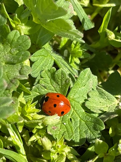 The image shows a close-up of a red ladybug with black spots sitting on a green leaf. The leaf is surrounded by other green plants and grass. The location is unknown, though the user indicated the city of Vetren, Bulgaria. There are no people visible.