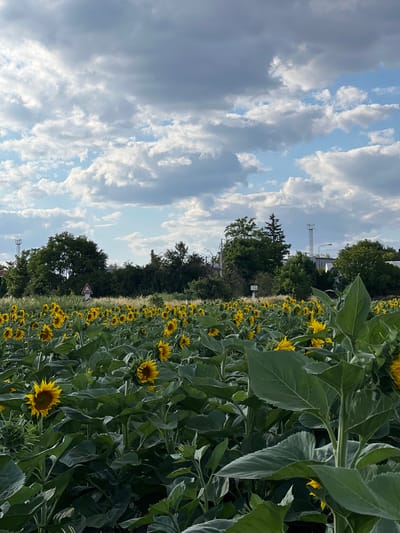 This is a vertical, full-shot photograph of a sunflower field under a cloudy sky. The field stretches across the frame, with numerous sunflowers in bloom. The sunflowers are predominantly yellow, with dark centers, and their large green leaves fill the foreground and midground. In the background, there is a line of trees and vegetation, behind which are some industrial structures and utility towers. A red and white triangular traffic sign is visible among the trees on the left side of the frame. The sky above is a mixture of blue and white and grey clouds, suggesting a partly cloudy day. The overall impression is a rural landscape on the outskirts of a town. Based on available information, this image was taken in Újezd u Brna, Czechia.