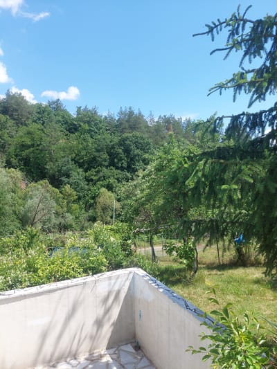 This image depicts a backyard scene in the city of Pchelin, Bulgaria. In the foreground, there is a light-colored concrete structure, possibly a foundation or a low wall, with flagstone paving in front of it. The structure casts a shadow onto the paving. Beyond this structure, a lush, green environment unfolds. A dense forest covers a hillside in the background, with various types of trees, including evergreens and deciduous trees. A bright blue sky with scattered white clouds fills the upper portion of the image. In the middle ground, there are smaller trees and bushes, some with white flowers. A blue swing set is visible hanging from a tree branch on the right side of the frame. A large evergreen tree with dark green needles occupies the right side of the image, partially obscuring the view of the forest behind it. The overall impression is one of a natural, rural setting.