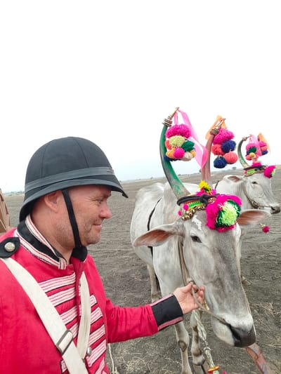 The image displays a male individual in historical military attire interacting with two elaborately decorated oxen in a dry, tilled field in Kottalapalli, India. The male, positioned in the left foreground, wears a black pith helmet with a chin strap and a red military-style jacket with white chest stripes and a white cross-body strap. His right hand grasps a rope attached to the halter of the lead ox. Two light-grey oxen stand to the right, facing left. Both animals are adorned with multiple colorful yarn pom-poms, ribbons, and small bells attached to their painted horns and foreheads. The lead ox's horns are painted green, while the second ox, positioned slightly behind, displays one green and one reddish-brown painted horn. The ground is dark, dry earth with minimal visible plant matter. The background consists of a flat, expansive, barren landscape under a uniform, bright, overcast sky.