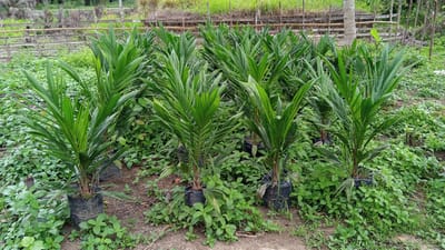In Kebonbaru, Indonesia, a nursery showcases rows of young oil palm saplings, each potted in black plastic bags and surrounded by lush green ground cover. The saplings, with their vibrant green, feathery fronds, stand in neat rows on dry, earthen ground. In the background, a rustic bamboo fence marks the edge of the nursery, with a glimpse of a mature palm tree trunk and distant vegetation. The scene is bathed in natural light, suggesting an outdoor environment within the Indonesian landscape.