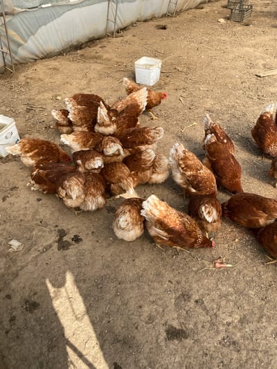 The image depicts an outdoor agricultural enclosure, purportedly located in Belo Pole, Bulgaria. The scene features approximately 25-30 brown-feathered chickens congregated on a dirt ground, actively feeding and pecking.

The ground consists of dry, light brown soil with variations in texture, including scattered small stones and patches of darker, possibly damp earth. A strong shadow, likely cast by an unseen overhead object or person, extends from the lower left across the middle of the frame.

Several man-made objects are present. In the lower-left foreground, a white plastic bucket, partially filled with liquid, bears a visible label that appears to read "CARRIER". Another similar empty white bucket is positioned in the upper-middle background. To the upper right, two dark-colored, possibly metal or plastic, crates are stacked.

The background shows a makeshift shelter or enclosure constructed from a light-colored, possibly white or translucent, plastic sheeting stretched over metal support frames. The lower portion of this sheeting is stained and appears weathered. Small pieces of dried vegetation and debris are scattered across the ground. The chickens exhibit various shades of brown plumage, with lighter, cream-colored feathers visible on their underparts and tails, particularly when bent over. Some green and red vegetable scraps, resembling an onion top and possibly carrots, are visible among the scattered feed on the ground where the chickens are concentrated. No human individuals are visible.
