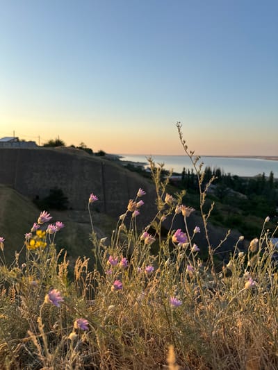The image depicts a serene natural landscape at sunset, with a focus on wildflowers in the foreground. The scene is set on a gentle hillside overlooking a body of water, possibly a bay or estuary, with a distant shoreline and scattered buildings. The sky transitions from a pale yellow at the horizon to a clear, light blue overhead.
In the immediate foreground, a variety of wildflowers are in bloom, predominantly small, delicate pink blossoms with some yellow accents visible further back on the left. These flowers, along with dried grasses and stalks, are lit by the warm, golden light of the setting sun, creating a sense of depth and texture. The dry, sun-bleached vegetation suggests a summer or early autumn season.
The middle ground features a sloping, terraced hillside covered in dry, muted vegetation. A few trees are sparsely distributed on the slope. On the far left of the middle ground, a couple of simple structures, possibly houses, are visible near the crest of the hill.
The background reveals a wide expanse of water, reflecting the soft light of the sky. Across the water, the distant shore is visible, with a line of dark green trees and more structures. The overall atmosphere is tranquil and peaceful, capturing a moment of natural beauty at dusk. The image does not contain any people or animals.
