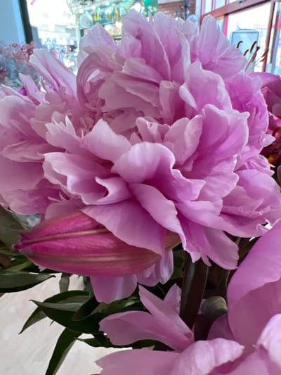 This is a close-up, eye-level, medium shot of a bouquet of pink peonies. The flowers are the main subject, filling the frame with their lush, layered petals. One large peony is in full bloom, its delicate pink petals unfurling. To the right of the blooming peony, a smaller, tightly closed bud with a deeper pink hue is visible. The background is out of focus, but appears to be an indoor setting with hints of light reflecting off surfaces, suggesting it might be daytime. The lighting is soft, highlighting the soft texture of the petals. The overall mood is delicate and natural, with a focus on the beauty of the flowers. No people, text, or specific location cues within Donegal, Ireland are visible.