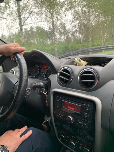 The image shows the interior of a car, looking forward through the windshield on a rainy day. The driver's left hand is on the steering wheel. The dashboard includes the car's radio display, which shows "FM1-P2 NOVOE", and various buttons and dials. A small decorative dog figurine is visible on the dashboard. Outside the car, trees and greenery are visible through the rain-streaked windshield. The scene is consistent with being on a road in the Мядзельскі сельскі Савет region of Belarus, given the typical rural and forested landscape suggested by the image.