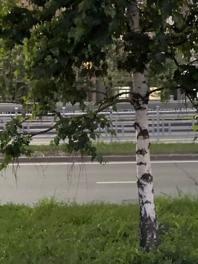A young birch tree with white and black bark stands in the foreground, partially obscured by its green leaves. Behind the tree, a gray asphalt road runs horizontally across the image. A white guardrail with horizontal bars is visible beyond the road, and a hint of buildings can be seen in the background. The scene appears to be located in Vysokaya Gora, Russia.