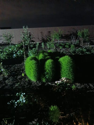 In the city of Korsuntsi, Ukraine, a backyard garden is illuminated by artificial light at night. The scene is dominated by dark soil and various plants. In the foreground, three distinctive, bright green, bushy plants are prominent. To the right of these, a cluster of small, light-colored objects, possibly mushrooms or decorative stones, is visible. Further into the garden, a wooden fence forms the background. Scattered amongst the soil are smaller green plants and trees of varying sizes. The lighting creates strong shadows, adding to the nighttime ambiance of the outdoor space.