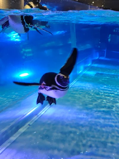 In Sumida, Japan, a penguin is swimming underwater in a blue aquarium. The penguin, with black and white markings, is captured mid-swim, with its wings outstretched. A second penguin is partially visible at the surface of the water. The aquarium features bright blue lighting, creating an aquatic ambiance.