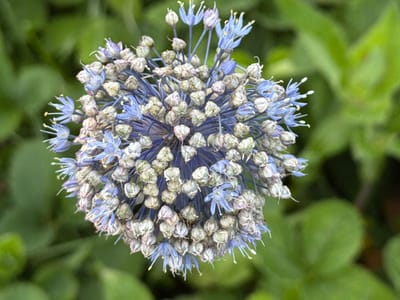 The image shows a close-up, overhead view of a spherical cluster of small, light blue and pale green flowers with thin, pointed petals. The flowers are arranged densely on thin, dark blue stems. Some of the flowers are in full bloom with delicate, star-like structures, while others appear to be buds or spent blooms. The background is a soft, out-of-focus blur of green foliage, suggesting an outdoor garden setting. There are no people or other objects visible in the frame. The location in Medvedchikova, Russia is not discernible from the image itself.