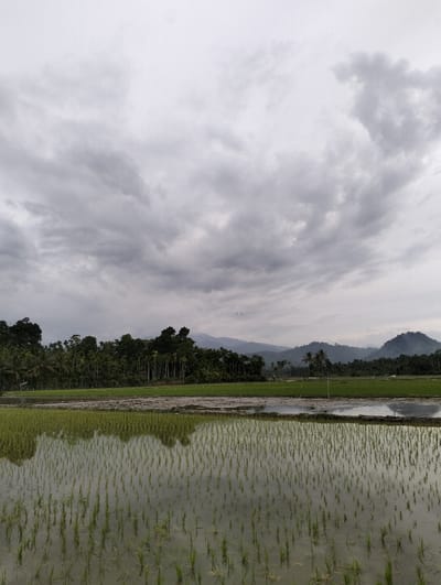 The image captures a rural landscape in Jambo Dalam, Indonesia, under a heavily overcast sky. The foreground is dominated by a flooded rice paddy, where numerous young green rice shoots stand upright in distinct rows, their forms clearly reflected on the water's surface. A narrow, dark strip of land or path separates this water-filled paddy from a less inundated green field directly behind it. The midground features a dense line of tall, dark green trees, including visible palm varieties, forming a natural barrier. In the distant background, a series of undulating mountains or hills are visible, their outlines softened by atmospheric conditions. The sky is filled with unbroken, dense grey clouds, indicating an overcast day. Two small, dark specks, likely birds, are faintly discernible against the sky near the distant tree line. No human figures, animals (other than the potential birds), or active interactions are observed within the frame.
