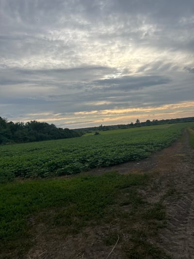 The image depicts a wide agricultural field in Terny, Ukraine, under a cloudy sky. The field is covered with dense, green crops, likely soybeans, extending into the distance. To the left, a line of lush green trees forms a dense border. A dirt path, worn by use, runs along the right edge of the field, leading into the distance. The foreground consists of rough, dark soil with patches of short green grass. The sky is filled with a dramatic arrangement of grey and white clouds, with rays of sunlight breaking through in the upper right portion, suggesting either sunrise or sunset. The overall impression is one of a rural landscape at dusk or dawn.