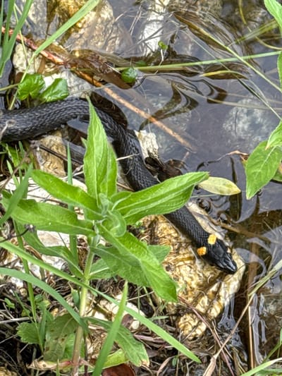 A close-up, high-angle shot captures a black snake with yellow markings on its head partially submerged in shallow, murky water. The snake's body is coiled, with its head resting on a light-colored, textured surface at the bottom of the water. Green foliage and blades of grass surround the snake and the water's edge. The environment suggests a natural habitat, likely a pond, stream, or marshy area. The image is sharp and well-lit, with a shallow depth of field that blurs the background and focuses attention on the snake. The location is identified as Vorsma, Russia.