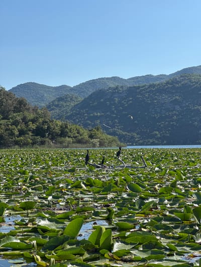 The image shows a view in Dodoši, Montenegro, featuring a lake covered in lily pads on the right side of the frame. Several black birds are perched on branches protruding from the lily pads. In the background, rolling green mountains stretch across the scene under a clear blue sky.