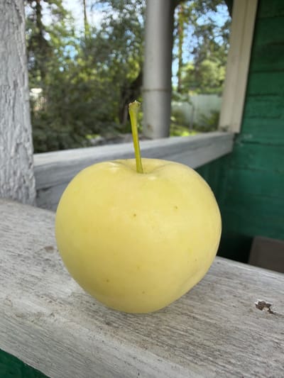 A single, pale yellow apple with a short, green stem rests on a weathered, grey wooden surface. The apple is the central focus of the image. Behind the apple, a slightly out-of-focus background shows greenery, trees, and a bright blue sky, suggesting an outdoor setting. To the right of the apple, a portion of a dark green wooden structure is visible. A light-colored vertical pole or pillar is also present in the background, to the left of the apple. The overall scene suggests a rustic, possibly rural or suburban environment, consistent with a location like Altayskiye Zori, Russia. No people are visible in the image.