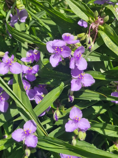 The image displays a cluster of purple spiderwort flowers in full bloom, interspersed with long, green leaves. The flowers have three delicate purple petals with yellow centers and are surrounded by the dense foliage. Some flower buds, still closed and pointed, are also visible, along with the thin, reddish stems from which they emerge. The lighting suggests it is daytime, with shadows cast by the leaves, indicating an outdoor setting. There are no people or man-made objects in the frame. The scene is a close-up view of a garden bed, likely in a natural or cultivated outdoor environment. The image does not provide any information specific to the city of Saulgoži, Latvia, or any other geographical location.