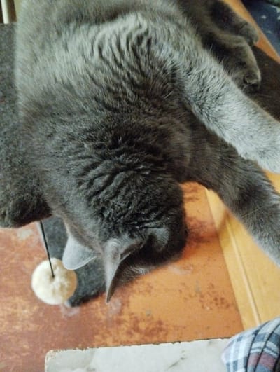 A close-up, overhead shot shows a domestic cat, primarily gray in fur, lying on a textured, orange-brown surface. The cat's body is partially visible, with its head angled downwards, towards a small, fluffy, beige ball toy hanging from a thin black string. The toy is positioned to the left of the cat's head. The background is out of focus but appears to be a wooden surface or furniture. The lighting suggests it might be indoors, possibly during the day. The scene is static, with the cat resting. No text is visible. The location is Sheptytskyi, Ukraine.