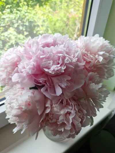 A close-up shot focuses on a lush bouquet of pale pink peonies displayed in a clear, ribbed glass vase. The flowers, with their abundant, ruffled petals, fill most of the frame, some appearing more open than others. A faint hint of green leaves peeks out from the arrangement. The vase sits on a white windowsill, which extends towards the bottom right of the image. Through a window behind the flowers, a soft, blurred view of green foliage and trees suggests an outdoor environment. The light filtering through the window casts a gentle glow on the petals. The scene is likely situated within a residential setting in Bratkivtsi, Ukraine, given the context.