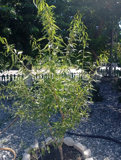 The image depicts a young willow tree in a garden setting. The tree has slender branches with long, narrow green leaves. It is planted in an area covered with gray gravel. In the background, there is a dark green leafy tree, a wooden fence, and a glimpse of a road. The scene appears to be outdoors on a sunny day, with shadows cast by the trees. The location is identified as the city of Ararat, Armenia. There are no people or animals visible in the image.