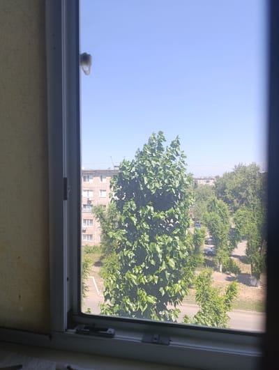 The image shows a view from a window, looking out onto a residential area. The foreground is dominated by a window frame and a mosquito screen. Beyond the screen, a large tree with lush green leaves is prominent in the center of the frame. To the left, a multi-story apartment building with a light-colored facade and numerous windows is visible. To the right and further in the background, more trees and vegetation line a street where a few cars are parked. The sky above is a clear, pale blue. The scene depicts an urban environment on a sunny day. There are no people or animals visible in the image. The overall impression is one of a typical residential street in a city. The city of Aksu, Kazakhstan, has many areas with apartment buildings and trees similar to what is depicted.