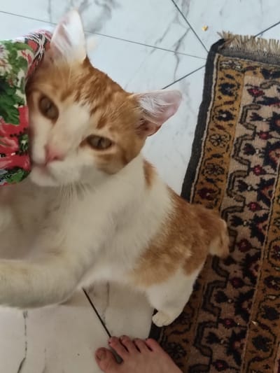 In a domestic indoor environment, an orange and white cat is resting on a marble tiled floor. The cat is partially leaning against a colorful floral fabric. To the right of the cat is a small Oriental rug with a patterned design in yellow, black, and red. A human foot is visible in the lower right corner of the image, appearing to be positioned near the rug. The scene appears to be located within a residence in the city of Ucrainca, Moldova.