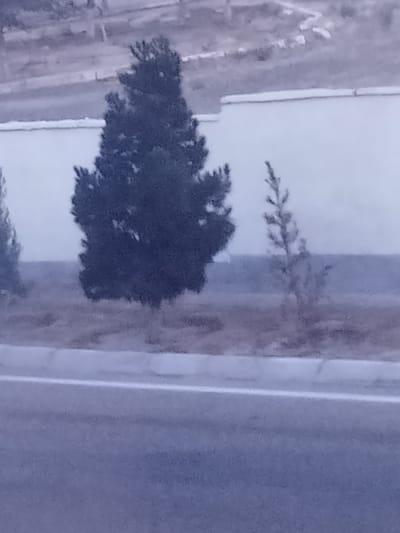 The image shows a wide shot of a street in the city of Türkmenbaşy, Turkmenistan. The foreground is dominated by a gray asphalt road with a white line marking its edge. Behind the road, there is a strip of dry, brown vegetation and two coniferous trees. The larger tree is dark green and occupies the center of the frame, while a smaller, thinner tree stands to its right. In the background, a light-colored, low wall stretches horizontally across the image, with what appears to be a raised, uneven terrain behind it. The overall scene is muted in color, suggesting it might be overcast or dusk. There are no people or vehicles visible in the image.