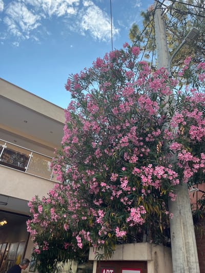 A low-angle shot captures a vibrant pink oleander bush in full bloom, its flowers cascading down and around a rough, concrete utility pole. The pole is adorned with electrical wires and a street lamp. To the left, the side of a building with a beige facade and a second-floor balcony with a glass railing is visible, against a backdrop of a bright blue sky with scattered white clouds. The image is taken from a street-level perspective, and although the specific location is mentioned as Potos, Greece, there are no distinct landmarks to confirm this. The scene appears to be an outdoor urban or semi-urban setting.