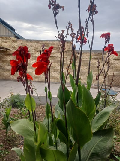 In the city of Türkmenabat, Turkmenistan, a garden scene unfolds against a backdrop of a light brown brick wall topped with a lighter, weathered cap. To the left of the wall, a building with a dark, corrugated metal roof is partially visible. The foreground is dominated by a cluster of vibrant red Canna lilies, their large, broad leaves providing a lush contrast to the more delicate, dying flower buds and dried stalks reaching towards the overcast sky. The ground beneath the plants is a mix of dark soil and scattered dry leaves. To the right of the main flower cluster, a small, calico-patterned cat is partially visible amidst the greenery, its head peeking out from behind a large leaf. The overall impression is a somewhat overgrown garden, possibly in a residential or public space, under a cloudy, diffused light.
