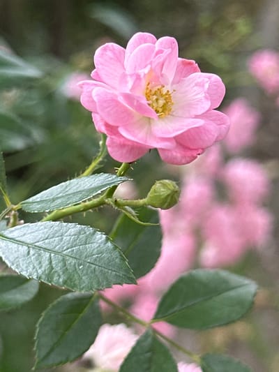 This media file is a close-up photograph of a delicate pink rose in bloom, accompanied by a green rosebud and several textured green leaves. The rose, positioned on the left side of the frame, displays multiple layers of soft pink petals, with a cluster of yellow stamens at its center. The rosebud, located to the right of the main flower, is a vibrant green, indicating it is preparing to open. The leaves are a deep green with visible veins and serrated edges, and some have tiny thorns on their stems. The background is softly blurred, featuring out-of-focus pink shapes that suggest more roses in the distance, and hints of green foliage. This visual suggests a bright, possibly sunny day, ideal for floral photography, likely in a garden setting. The overall mood conveyed is one of natural beauty and delicate growth. There is no visible text within the image.