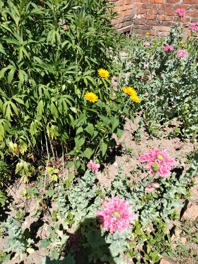 In Stanychne, Ukraine, a sun-drenched garden bed features a dense cluster of tall, green leafy plants on the left, with several bright yellow flowers blooming among them. To the right, a variety of pink flowers, some with ruffled petals and seed pods, are interspersed with lower-lying, feathery grey-green foliage. A weathered brick wall forms the background, casting shadows on the dry, light-brown soil.