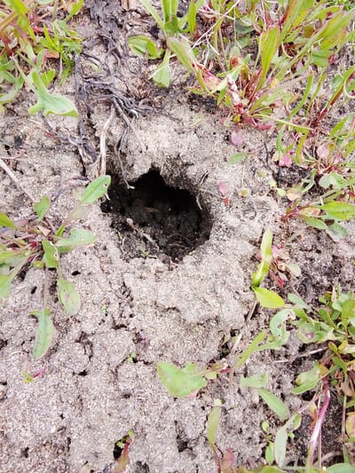 The image presents an overhead view of a small, dark hole in sandy ground, likely a burrow entrance, located in Елец-Маланино, Russia. The hole is positioned centrally, surrounded by light grey, granular soil that appears somewhat dry and features minor cracks. Various low-growing plants with small green leaves and some reddish stems and leaf coloration are scattered around the burrow and extend across the frame, acting as ground cover. Interspersed with the live vegetation are patches of dried, dark plant material and thin, dark roots, particularly noticeable in the upper left area. The scene is outdoors, under natural daylight. No specific activity is depicted, and no people or animals are visible. There is no visible text in the image.