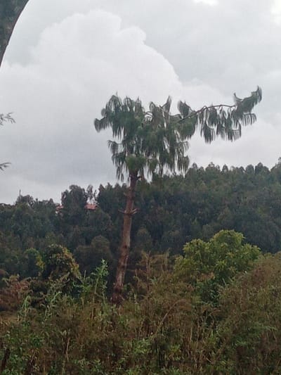 The scene depicts an outdoor natural landscape in Limuru Central ward, Kenya, under an overcast, light grey sky with a prominent white cloud formation in the upper portion. A tall, slender tree with a visible light brown trunk and numerous long, drooping green branches occupies the mid-ground. Several old branch stubs are visible along its trunk. Below this tree, the foreground is densely covered with unkempt green and brown shrubbery and smaller plants. In the background, a thick, dark green forest line spans the horizon. Partially obscured by this foliage, a light-colored building, possibly with a reddish-brown roof, is visible in the distant background. No individuals, animals, or active elements are present.
