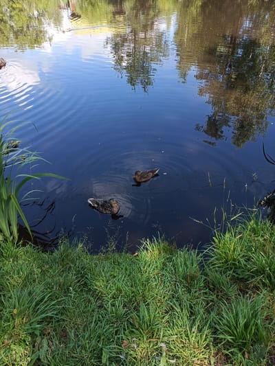 The image shows a body of water with two ducks swimming. The water is dark blue and reflects the surrounding trees and sky, creating a rippled effect. On the left side of the image, tall green reeds are growing out of the water. The foreground consists of a grassy bank with lush green grass and some dry leaves. The overall scene is natural and serene, suggesting a park or a natural area.