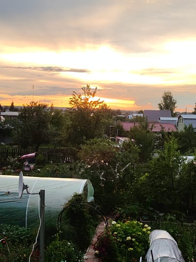 A high-angle, vertical, outdoor, eye-level shot captures a dacha garden in Starosemeikino, Russia, at sunset. The sky is filled with warm orange and yellow hues, transitioning to pale gray as it rises, with visible cloud formations. The setting sun is partially obscured by trees, casting a golden glow. In the foreground, a large, translucent green greenhouse or tunnel covers a garden bed. A satellite dish is mounted on a pole to the left of the greenhouse. Behind the greenhouse, a rustic wooden fence encloses a section of the garden, which features a pink swing set. Numerous trees and bushes, some with white flowers, populate the middle ground. Various residential structures with pitched roofs, including houses with red and gray roofing, are visible beyond the garden and trees. The overall environment is that of a suburban or rural residential area during the evening.