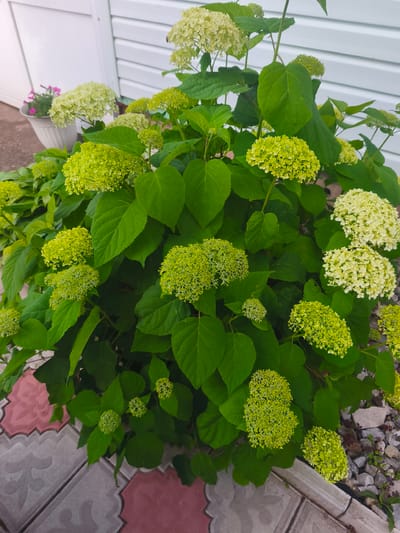 The image shows a close-up view of a large hydrangea bush with numerous blooms in varying stages of development. The majority of the blooms are a pale green, appearing as dense clusters of small flowers. Some of the blooms on the upper right and right side of the bush are a lighter, creamy white color, suggesting they are more mature. The leaves of the hydrangea are large, dark green, and have a textured appearance. The bush is situated outdoors, with decorative paving stones in the foreground and a white, horizontally paneled wall in the background. A white pot with pink flowers is visible to the left of the bush. Small gray stones and some low-growing green plants are scattered around the base of the bush. The scene suggests a garden or outdoor space in a residential setting. The image quality is good, with natural lighting illuminating the scene. The location is identified as Burayevo, Russia.