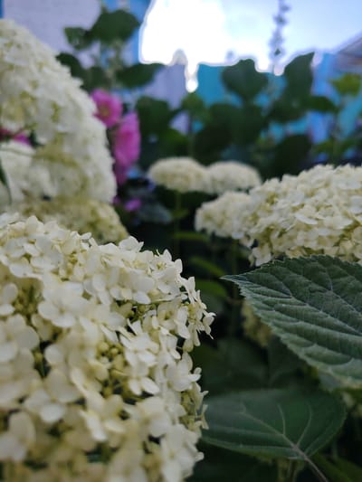 This media file is a close-up, low-angle shot of white hydrangea flowers in bloom. The foreground is dominated by a cluster of these delicate white flowers, with some appearing more in focus than others. To the right, a large, dark green leaf with prominent veins is visible, also in close proximity to the flowers.
In the background, several other white hydrangea clusters are present, some of which are slightly out of focus. There are also hints of pink flowers, adding a touch of color to the scene. The background also shows blurred green foliage and a bright, hazy sky with some artificial blue structures that might be part of a fence or building.
The lighting suggests it is daytime, possibly morning or afternoon, with a bright sky. The focus on the flowers and their detail indicates a deliberate composition aimed at highlighting their natural beauty. The setting appears to be an outdoor garden or park. No people are visible, and there is no visible text. The context provided indicates the location is Grigorevka, Kyrgyzstan.