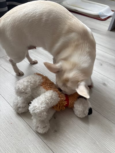 A light-colored dog is playing with a plush toy dog on a light wooden floor. The dog is leaning over the toy, with its head down, appearing to chew or mouth the toy. The plush toy is white with brown patches and has black eyes and a black nose. The environment appears to be indoors, possibly a home, with a discreet glimpse of a white changing mat on a red rug in the background. The floorboards are arranged diagonally. There is no information in the image to suggest the location is Shepetivka, Ukraine.