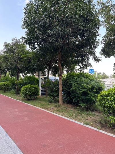 The image depicts a red asphalt path or track, likely a pedestrian walkway or bicycle lane, running diagonally from the bottom left to the mid-right of the frame. The path is bordered by a strip of grass and then a line of lush green bushes and trees. In the background, beyond the foliage, there are glimpses of a white structure, possibly a building or shelter, and a blue traffic sign with Chinese characters is visible, indicating this location is likely in Haizhu District, China. A light-colored pole, possibly a lamppost or signpost, stands near the center of the image, with a small red number "6" visible on its base. The sky above is a pale blue with some light cloud cover. No people are visible in the scene. The overall impression is of an urban park or recreational area.