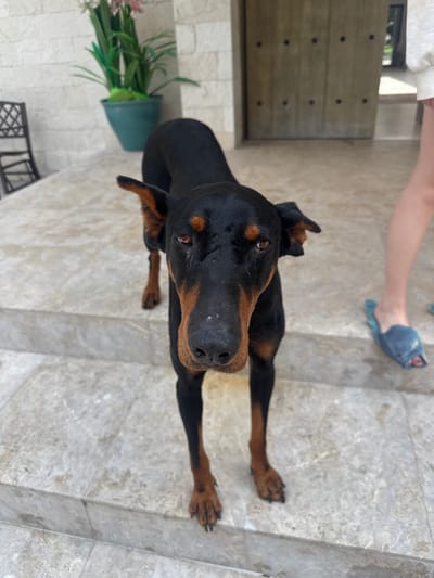 A black and tan Doberman Pinscher stands on a marble-tiled stairway in front of a modern building entrance. The dog is facing the camera, with its head tilted slightly. Its ears are erect, and its eyes are looking forward. The dog's fur is short and smooth, and its body is muscular. In the background, a person's legs are visible, wearing a white sweatshirt and blue slippers. To the left of the dog, there is a large potted plant with green foliage and pink flowers. The entrance to the building features a large wooden door with several circular dark accents. The environment appears to be an outdoor patio or entryway. The image does not provide specific details about the city of Canalejas, Mexico.