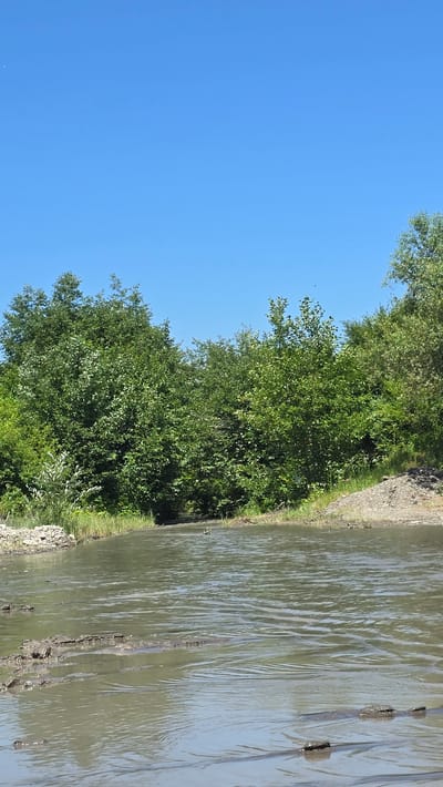The image depicts a natural scene along a body of water. The foreground is dominated by murky water, with ripples suggesting movement, possibly from a slight breeze or current. Visible in the water are some submerged or partially submerged objects, possibly logs or debris, breaking the otherwise smooth surface. The water appears to be bordered by a bank covered in lush green foliage, consisting of trees and dense undergrowth. The trees are full of leaves, indicating a warm season, likely summer. The sky above is a clear, vibrant blue, suggesting fair weather and daytime. The lighting is bright, casting natural shadows. The overall impression is a serene, undeveloped natural environment, likely a riverbank or lake edge. No people, animals, or artificial structures other than the potential debris in the water are visible. The location is identified as Goyty, Russia.
