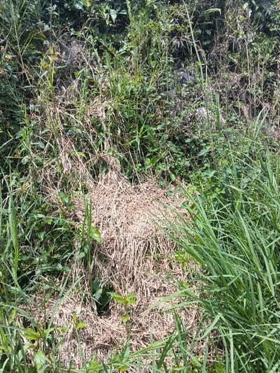 The image displays an overgrown outdoor environment located in ឃុំ ផាត់សណ្ដាយ, Cambodia. The scene is dominated by a dense array of vegetation under bright daylight. In the lower-middle and mid-right sections, an irregular, roughly rectangular patch of light brown, dried plant material, consistent with straw or desiccated grass, is prominently visible. Surrounding this dried material, and extending throughout the foreground, mid-ground, and background, is a thick growth of green vegetation, comprising various types of grasses and leafy plants. Taller green stalks are interspersed with broad-leaved foliage. Some darker, indistinct areas, possibly soil or rocks, are partially obscured by the dense greenery in the background. No individuals or manufactured objects are present within the frame, and no specific actions or interactions are depicted.