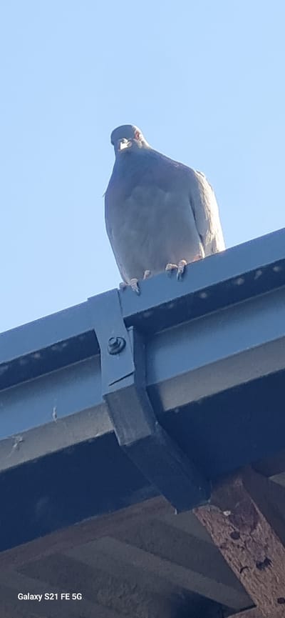 A pigeon is perched on a dark gutter against a clear blue sky. The pigeon is predominantly gray with some lighter markings on its chest and head. Its feet are visible gripping the edge of the gutter. The gutter appears to be made of metal and is attached to a building's fascia with a black bracket secured by a bolt. The scene is photographed from a low angle, looking upwards. The location is Ingichka, Uzbekistan.