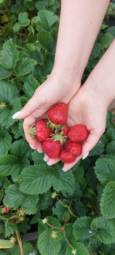A pair of hands, with manicured fingernails painted in a pale pink, cradle a small pile of ripe strawberries. The strawberries, a vibrant red, are nestled in the palms and fingers of the hands. Behind the hands and strawberries, a dense patch of green strawberry plants with large leaves fills the frame. The scene suggests a harvest of fresh strawberries in a natural setting. The image's metadata indicates it was taken in Vichuga, Russia.