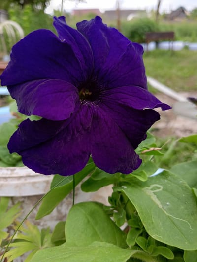 A close-up shot of a large, deep purple petunia flower dominates the frame. The flower's velvety petals are ruffled and textured, with visible veins running through them. The center of the flower is dark and appears to have some pollen. Surrounding the bloom are lush green leaves, some of which show faint white markings, possibly from an insect. In the background, a white planter is partially visible, along with a blurred green outdoor environment that suggests a garden or yard. Distant elements include green foliage, a building with a pitched roof, and what appears to be a barbecue grill. The overall setting suggests a residential outdoor space in a rural or suburban area. This scene was captured in the city of Nizhnetroitskiy, Russia.