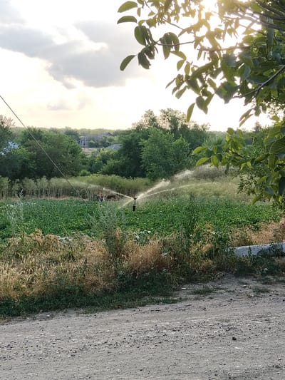 A sprinkler is watering a field of crops in Ucrainca, Moldova. The sun is setting, casting a warm glow over the scene. The sky is partly cloudy, with the sun peeking through the clouds. Trees and houses can be seen in the background, suggesting a rural setting. The crops appear to be young plants, possibly vegetables or fruit. The sprinkler is spraying water in a circular motion, irrigating the plants. A dirt road is visible in the foreground, leading to the field. The overall mood is peaceful and serene, with a sense of growth and abundance.