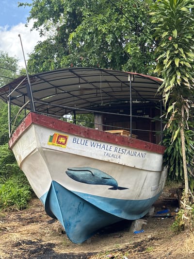A weathered white and blue boat, with a weathered red trim along its bow, is beached on dry land amidst overgrown vegetation. The boat is painted with the words "BLUE WHALE RESTAURANT" in blue lettering and a depiction of a whale. A Sri Lankan flag sticker is affixed to the left side of the boat's hull, with "SRI LANKA" written below it. The boat is under a makeshift canopy supported by a metal frame and appears to be a stationary establishment. The surrounding environment is dense with green foliage, with some dry leaves and debris on the ground. The scene suggests a tropical setting in Dondra, Sri Lanka.