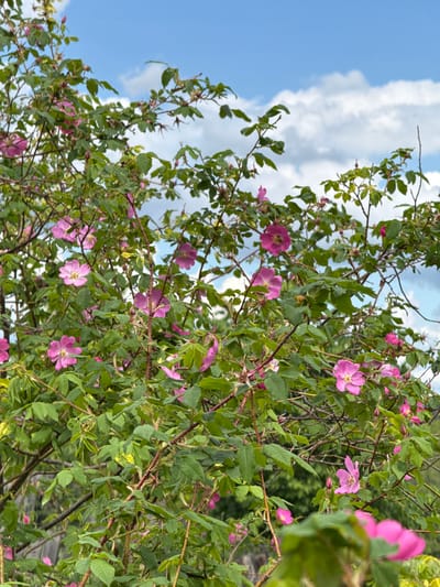 The image depicts a flowering shrub with pink blossoms against a backdrop of a partly cloudy blue sky. The shrub has green leaves and thorny branches. The location is not discernible from the image, so determination of whether this image is in Medvedka, Russia is not possible.